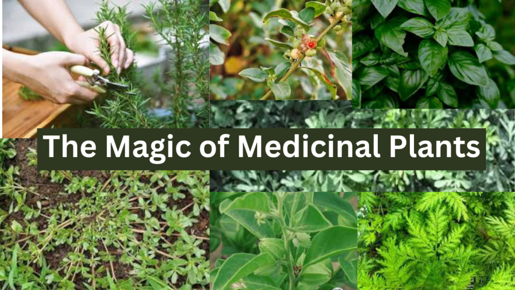 A diverse arrangement of vibrant medicinal plants, each displaying unique colors, shapes, and textures.
